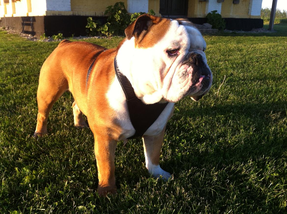 Engelsk bulldog Louis billede 1