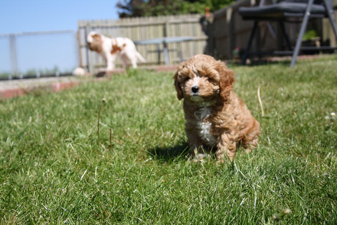 Blanding af racer (Cavoodle) Nuggi  billede 11