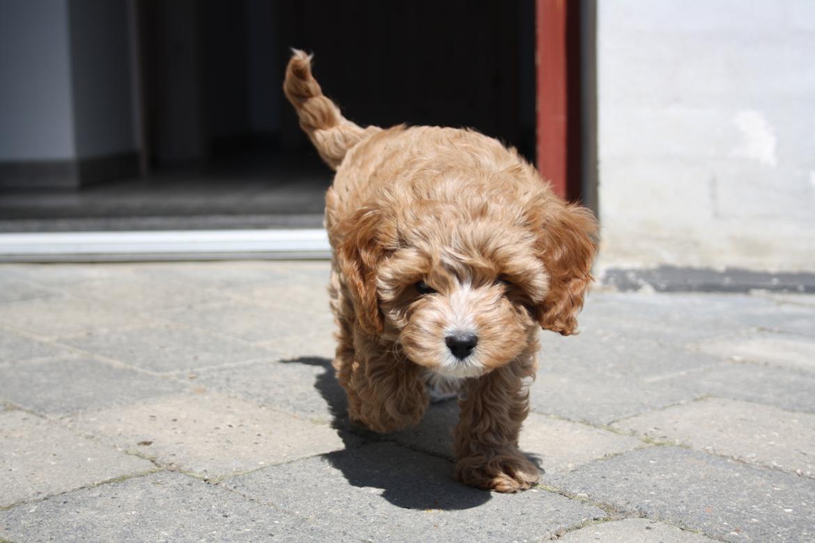 Blanding af racer (Cavoodle) Nuggi  billede 12