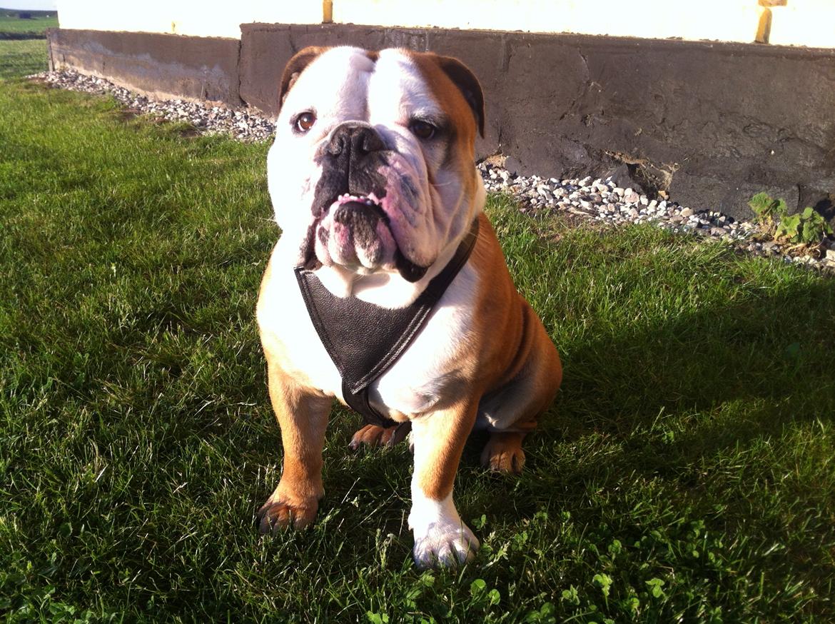 Engelsk bulldog Louis billede 10