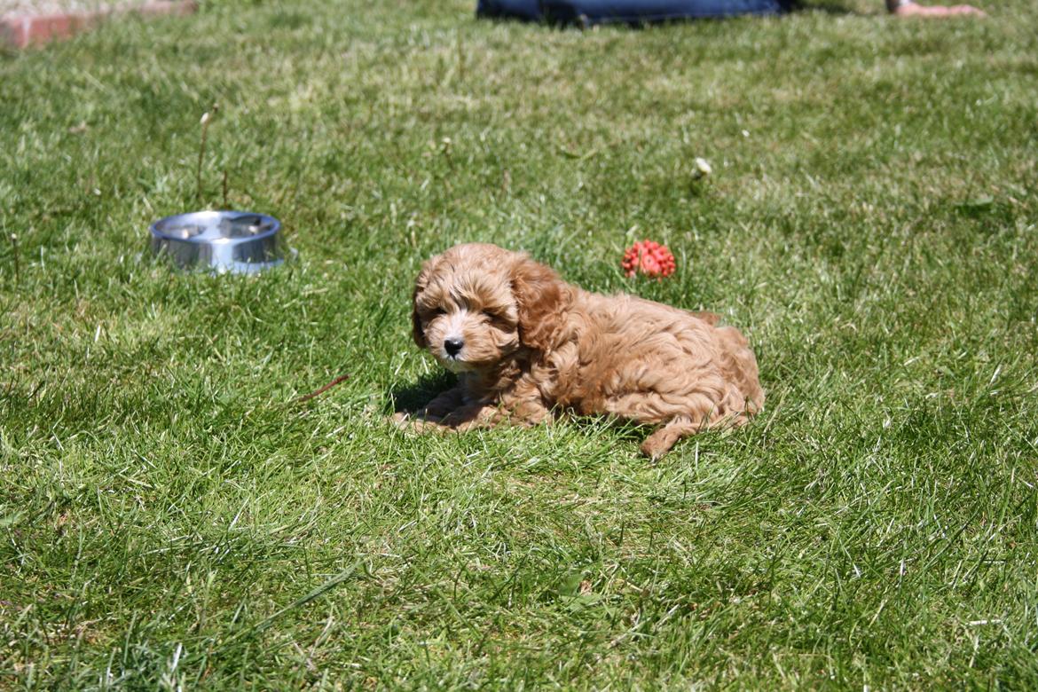 Blanding af racer (Cavoodle) Nuggi  billede 13