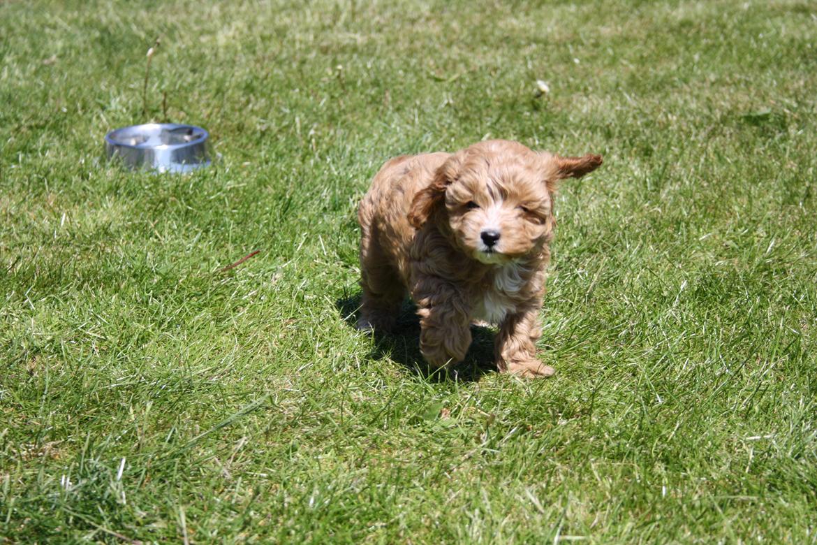 Blanding af racer (Cavoodle) Nuggi  billede 14