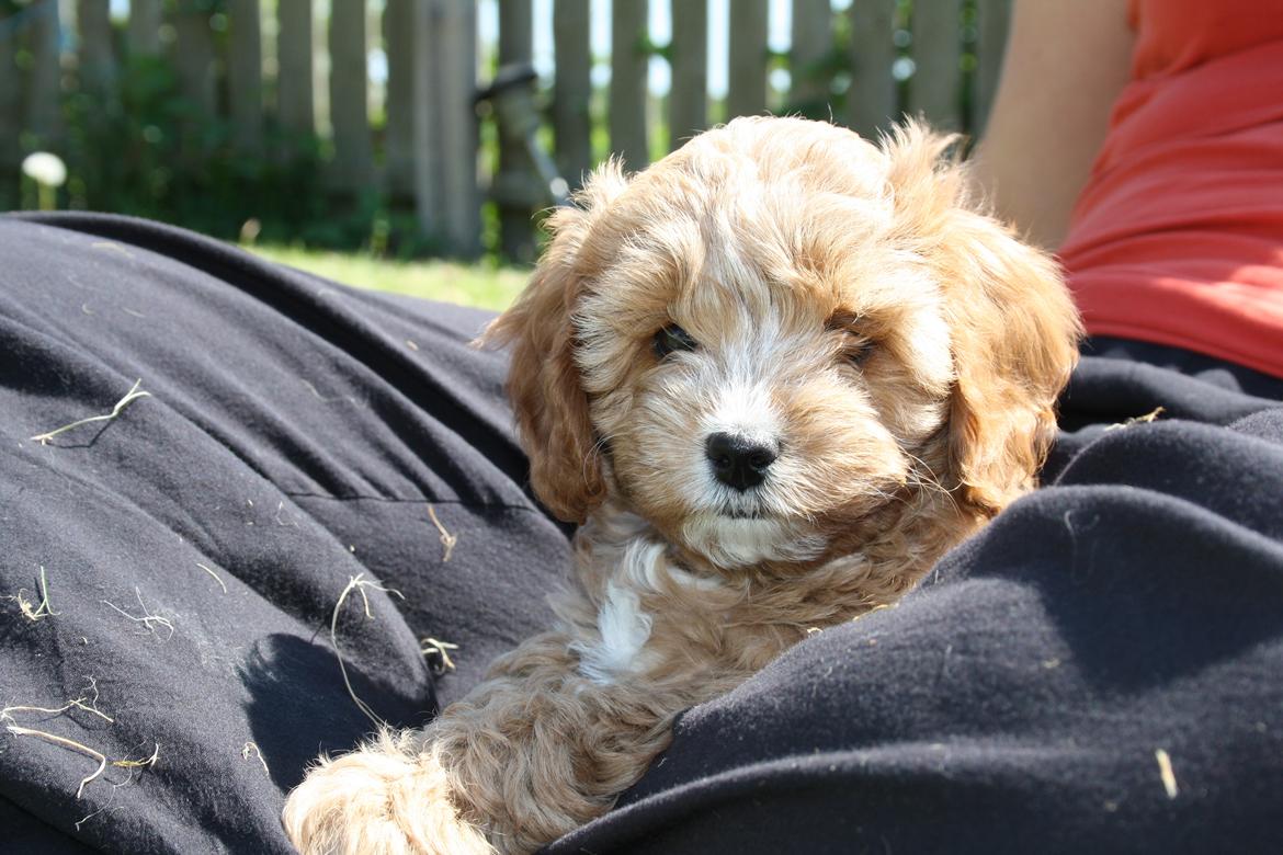 Blanding af racer (Cavoodle) Nuggi  billede 15