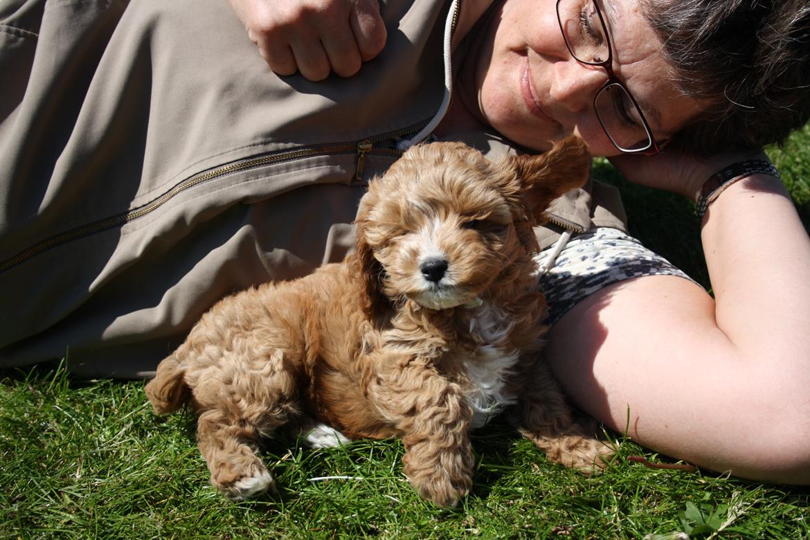 Blanding af racer (Cavoodle) Nuggi  billede 16