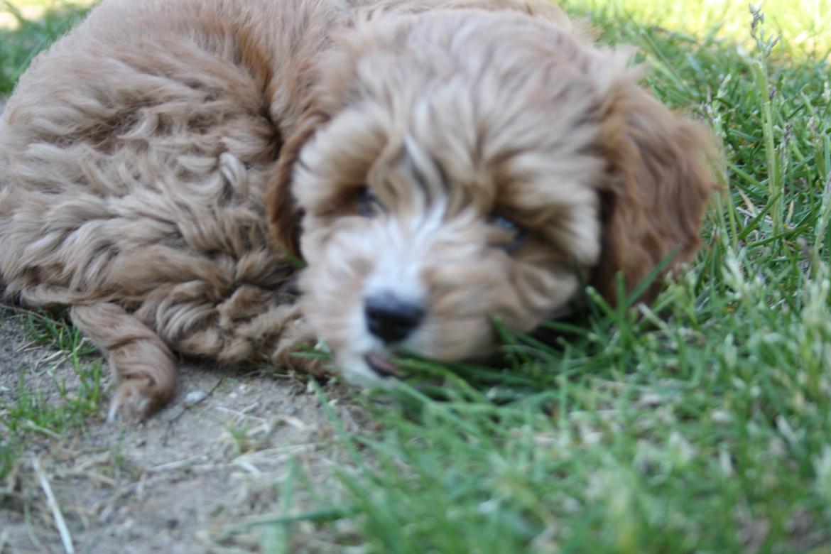 Blanding af racer (Cavoodle) Nuggi  billede 19