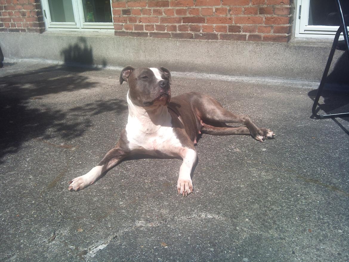 Amerikansk staffordshire terrier - Shila (Miss Blue Brindle) Himmelhund :'-( billede 13