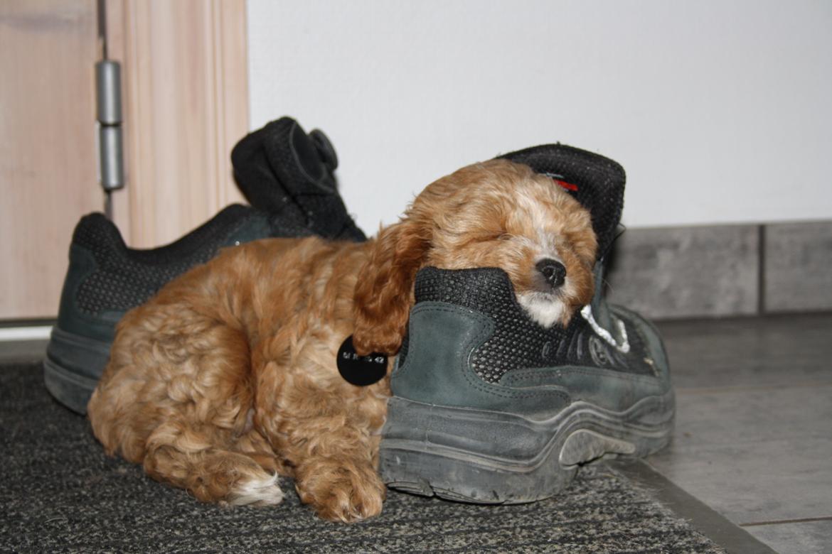 Blanding af racer (Cavoodle) Nuggi  - Nuggi elsker også at tage en lur i vores sko, her er det far's arbejdssko der har fået besøg :) billede 20