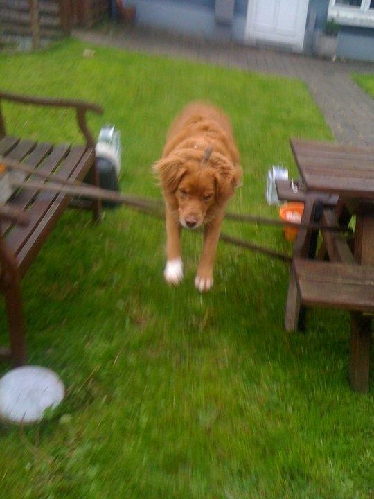 Nova scotia duck tolling retriever Bella - Bella i et hjemmelavet spring:D billede 10