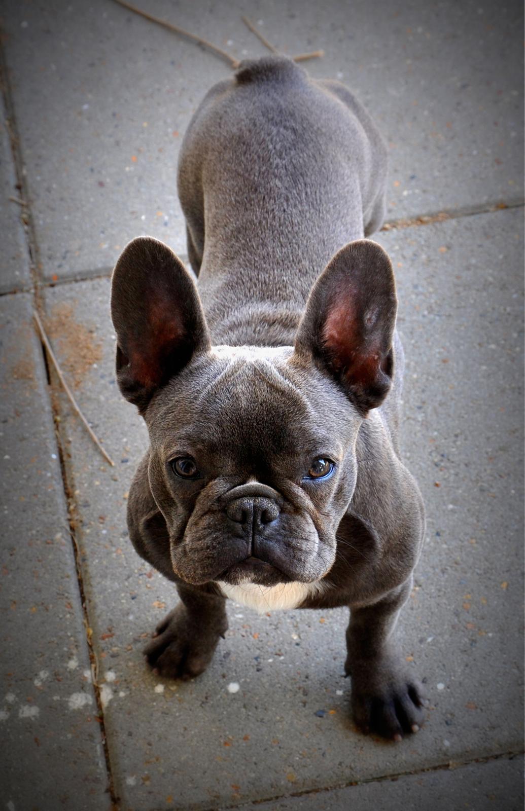 Fransk bulldog Buffy - 6 mdr. gammel - begyndende muskelmasse ") billede 7