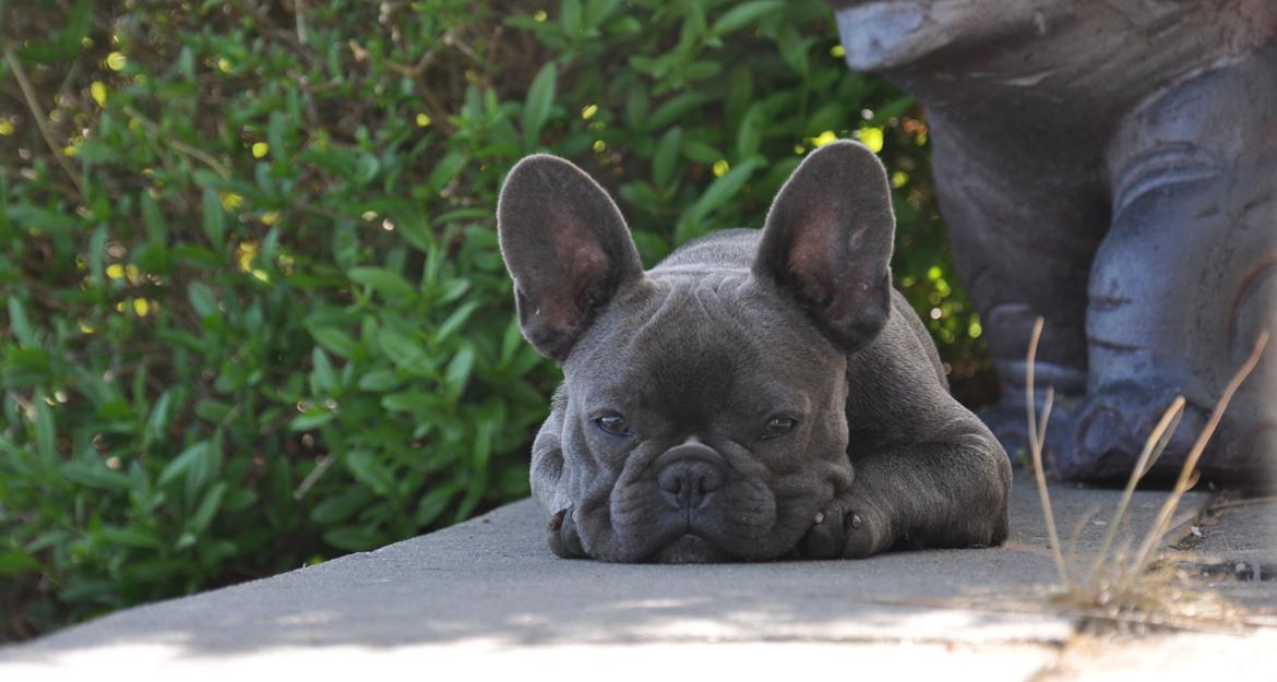Fransk bulldog Buffy billede 8