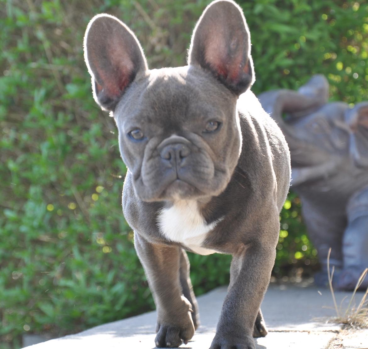 Fransk bulldog Buffy billede 9