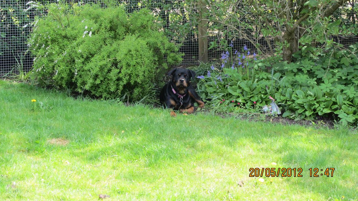 Rottweiler Vindelsbo's Boogie Woogie (Bella) [himmelhund] billede 17