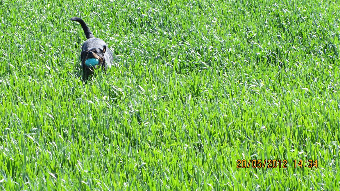 Rottweiler Vindelsbo's Boogie Woogie (Bella) [himmelhund] billede 15