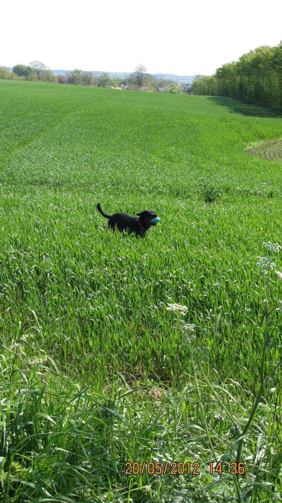 Rottweiler Vindelsbo's Boogie Woogie (Bella) [himmelhund] billede 14