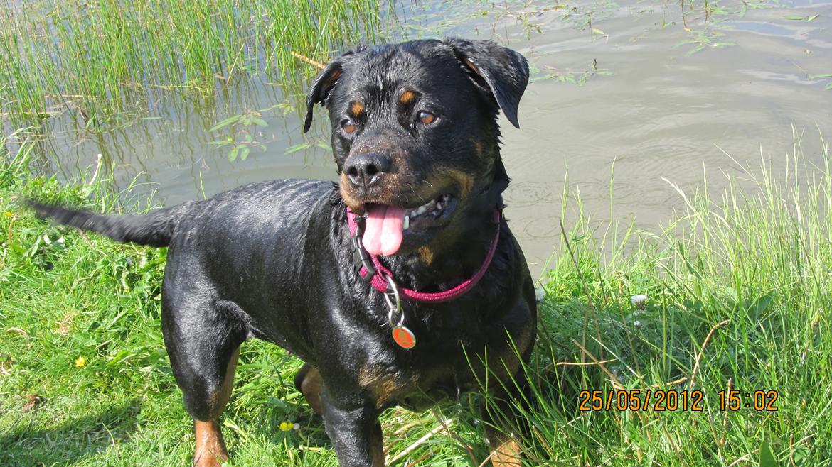 Rottweiler Vindelsbo's Boogie Woogie (Bella) [himmelhund] billede 9