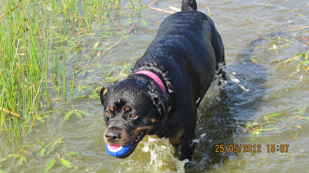 Rottweiler Vindelsbo's Boogie Woogie (Bella) [himmelhund] billede 10
