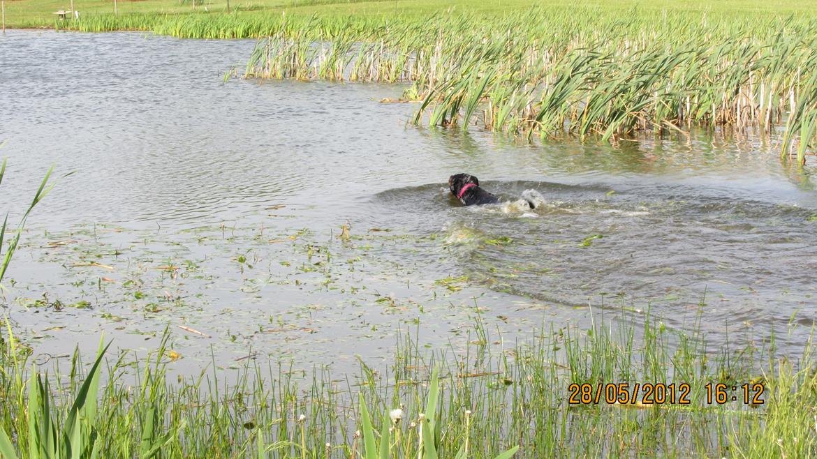 Rottweiler Vindelsbo's Boogie Woogie (Bella) [himmelhund] billede 12