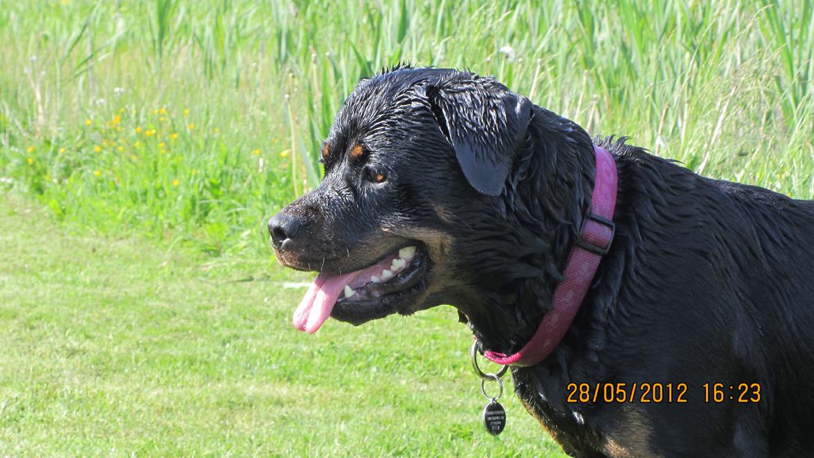 Rottweiler Vindelsbo's Boogie Woogie (Bella) [himmelhund] billede 11