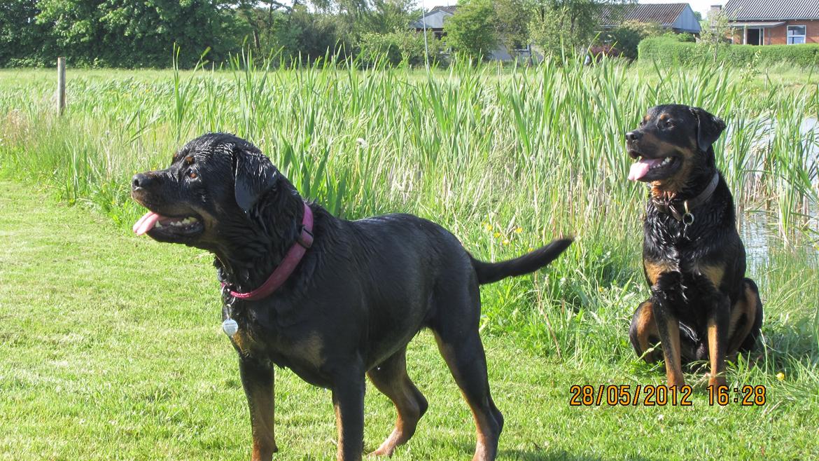 Rottweiler Vindelsbo's Boogie Woogie (Bella) [himmelhund] billede 13