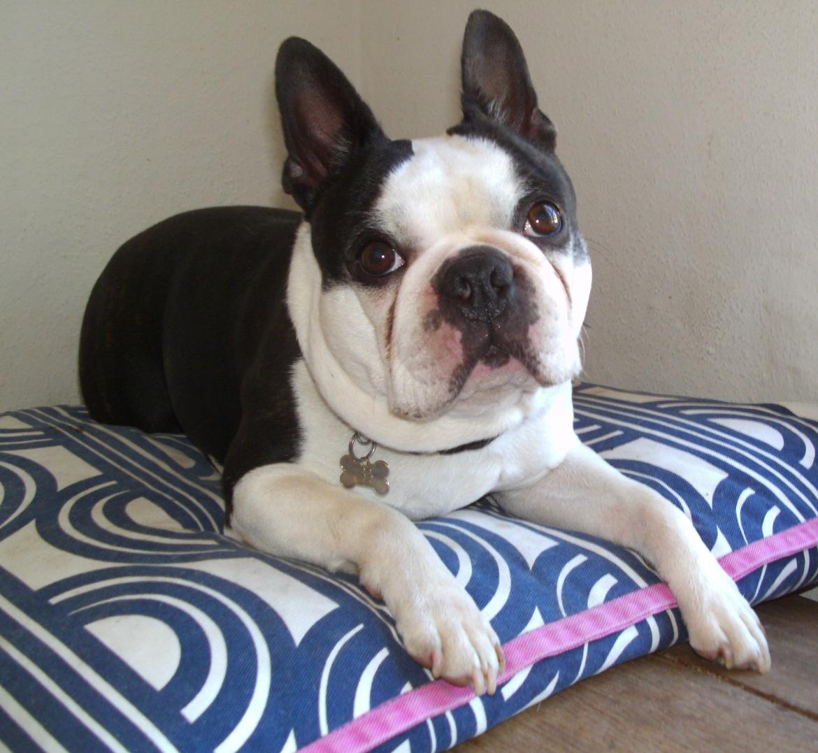 Boston terrier Georgi billede 1