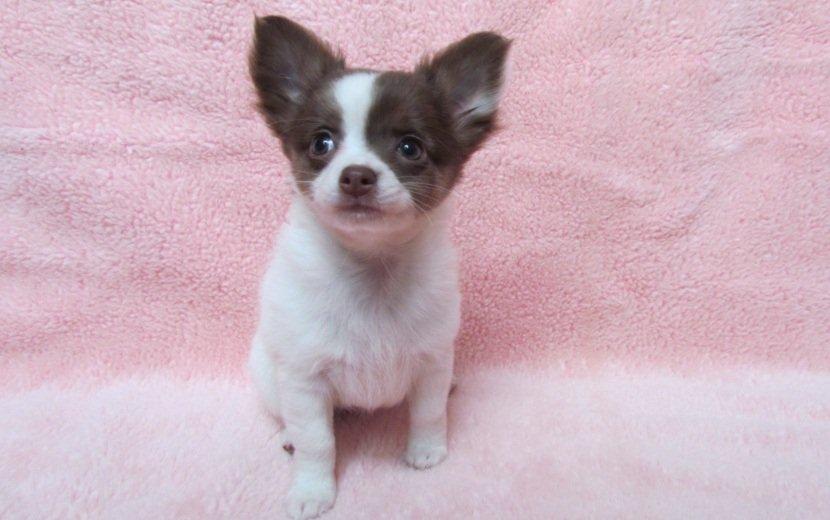 Chihuahua -- -------- Four Paw Fairytale (Merle) - Det billede jeg faldt for <3  billede 1