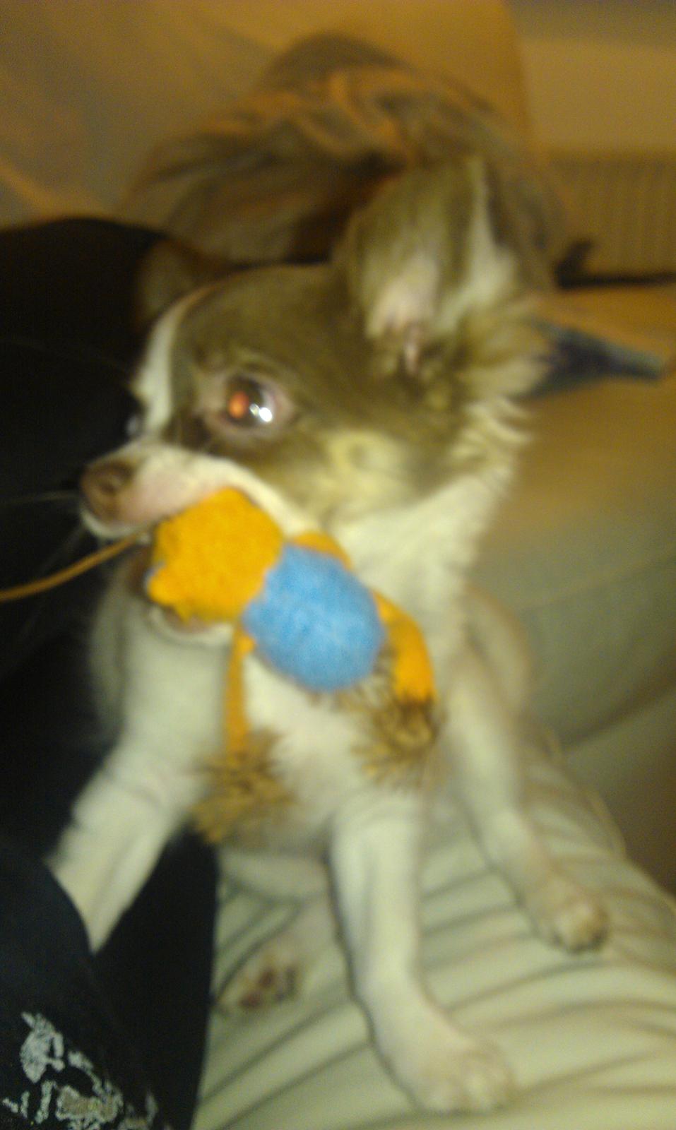 Chihuahua -- -------- Four Paw Fairytale (Merle) - Merle med sit kattelegetøj <3 billede 2