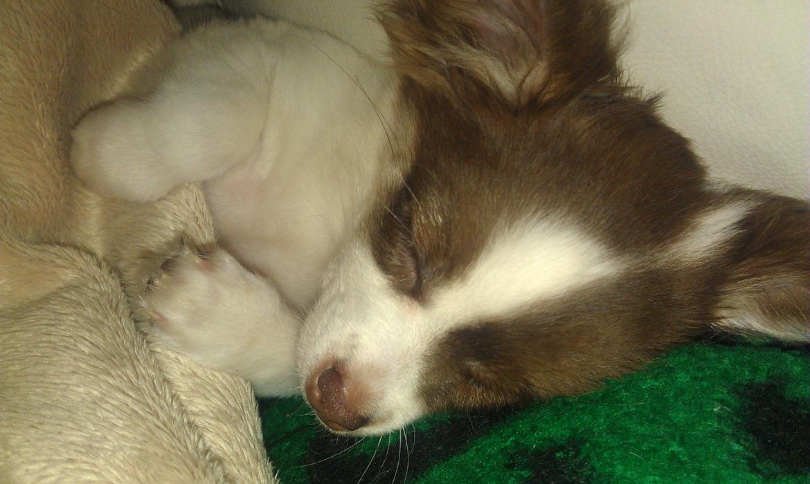 Chihuahua -- -------- Four Paw Fairytale (Merle) - Og så er man træt:) billede 3