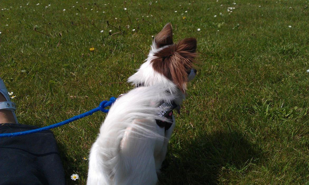 Chihuahua -- -------- Four Paw Fairytale (Merle) - Frisk og ude at gå, det er sjovt at jage fuglene...lige indtil de kigger på en - så er de farlige :p billede 4