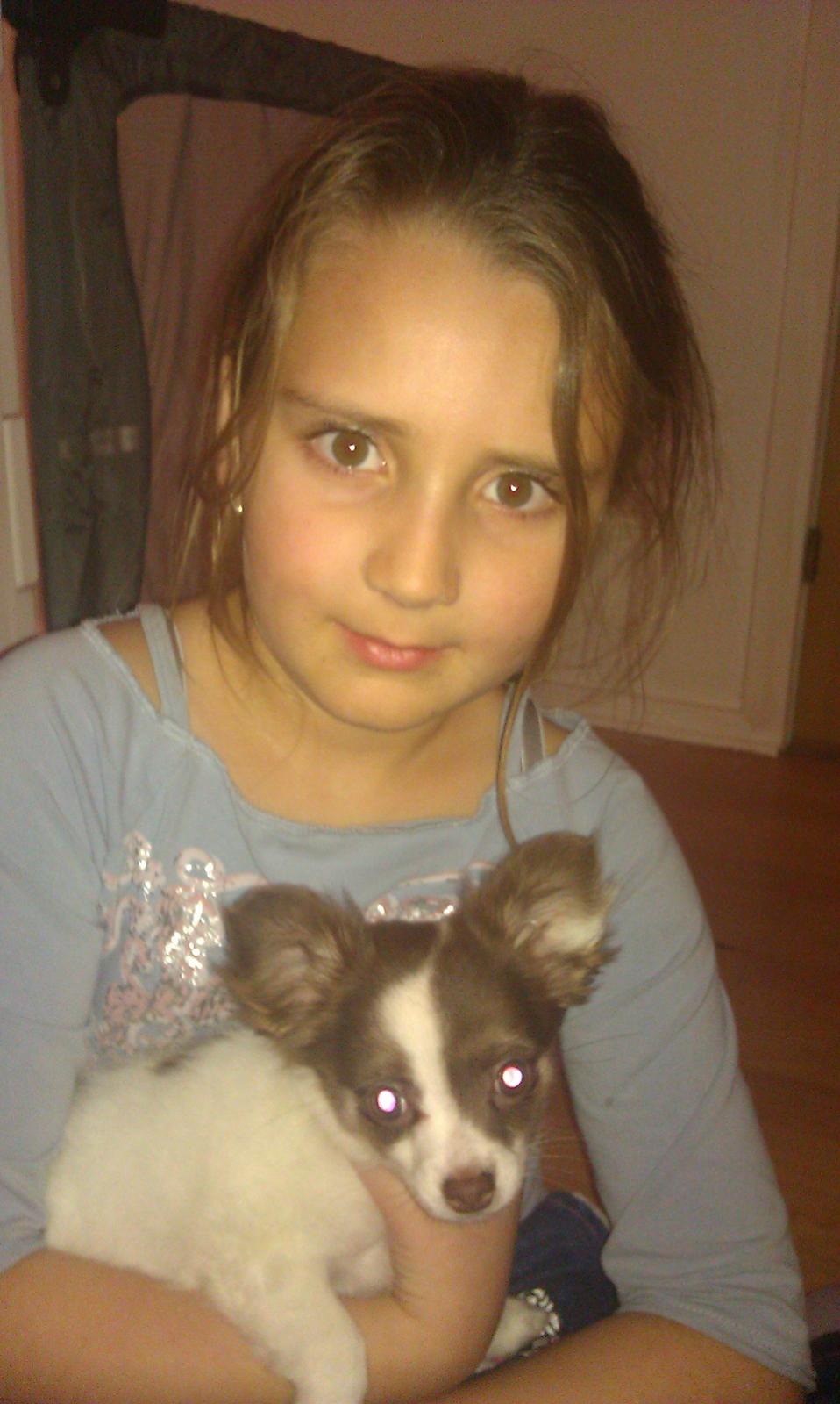 Chihuahua -- -------- Four Paw Fairytale (Merle) - Merle med vores største pige Naja :) billede 5