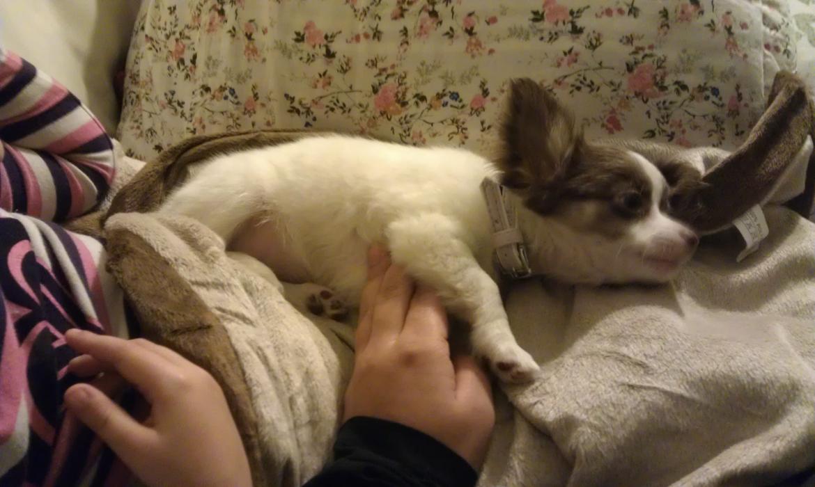 Chihuahua -- -------- Four Paw Fairytale (Merle) - Ren Hygge <3 billede 6