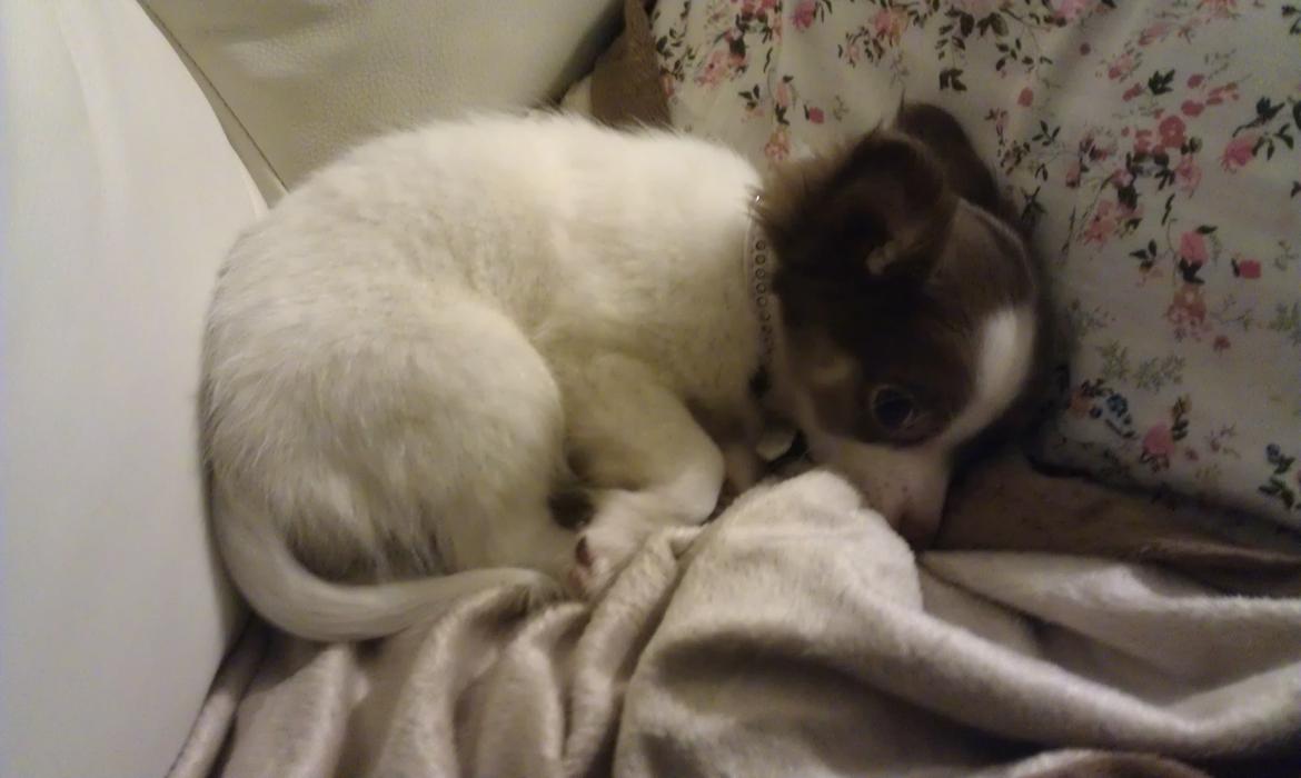 Chihuahua -- -------- Four Paw Fairytale (Merle) - Mors lille fis :) billede 7