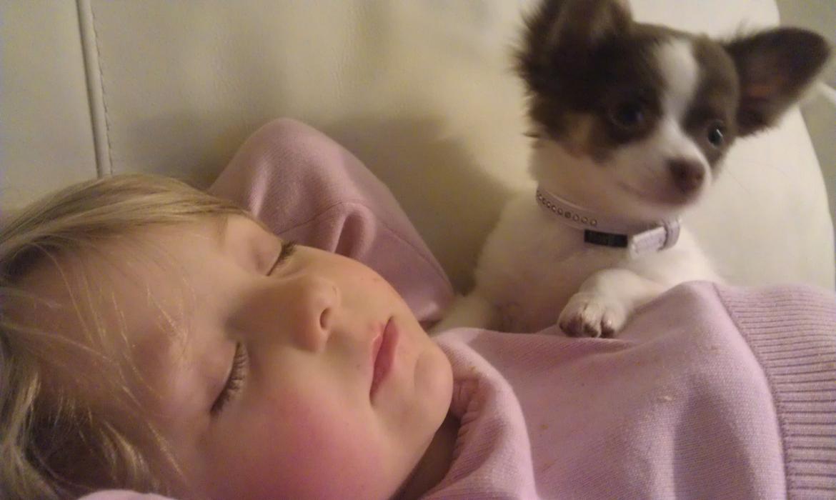 Chihuahua -- -------- Four Paw Fairytale (Merle) - Merle med vores mindste pige Sia, de er de allerbedste venner de to :) billede 8