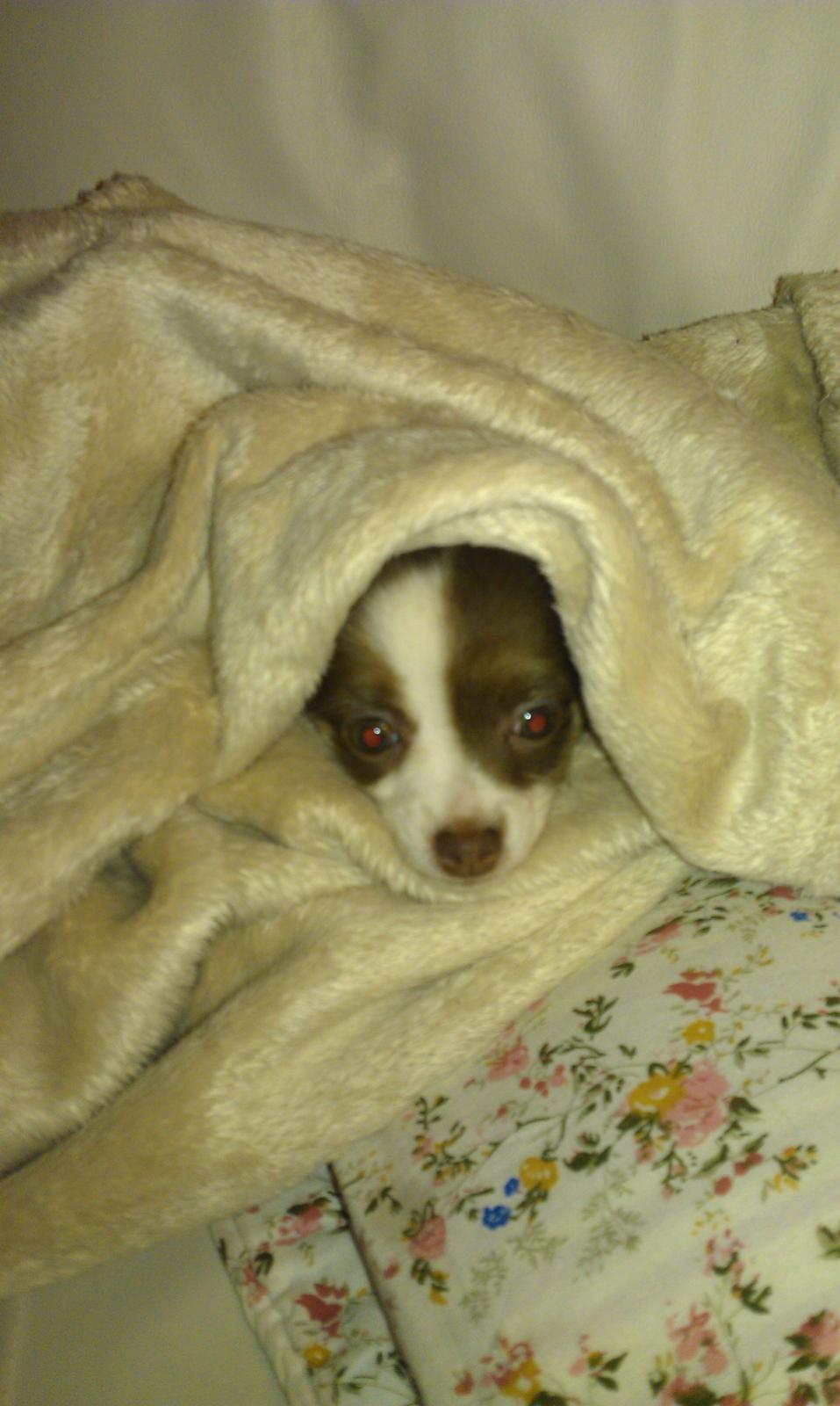 Chihuahua -- -------- Four Paw Fairytale (Merle) - Merle putte sover inde i tæppet, men man skal også ud og trække vejret ind imellem :) billede 9