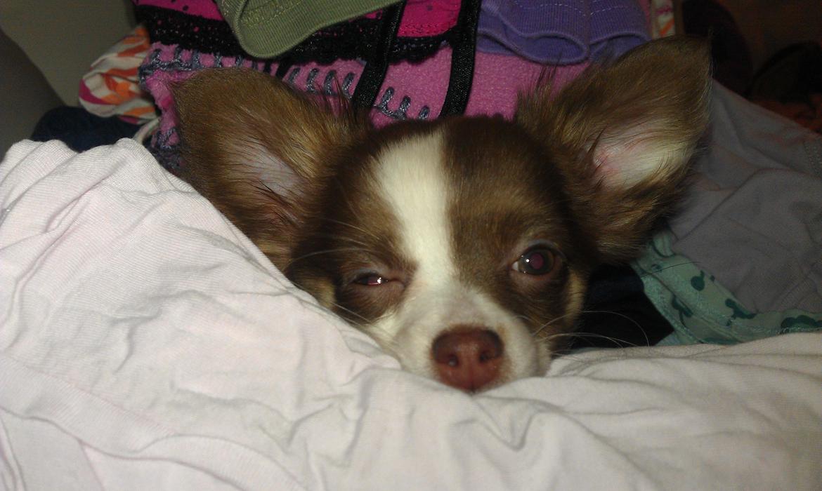 Chihuahua -- -------- Four Paw Fairytale (Merle) - Mors lille putte trold <3 billede 10
