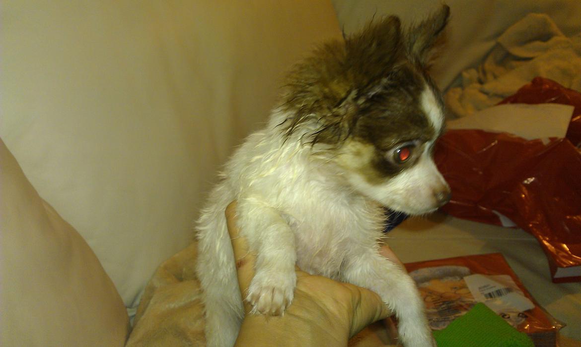 Chihuahua -- -------- Four Paw Fairytale (Merle) - Nysgerrige lille fis :) billede 11