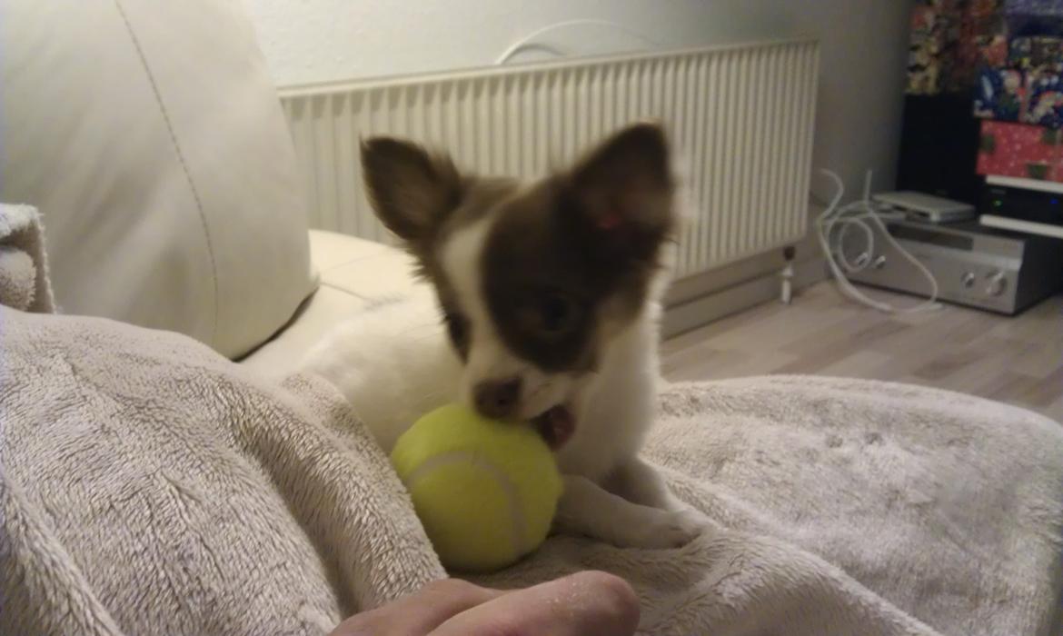 Chihuahua -- -------- Four Paw Fairytale (Merle) - Stadig igang med den store bold :p billede 13