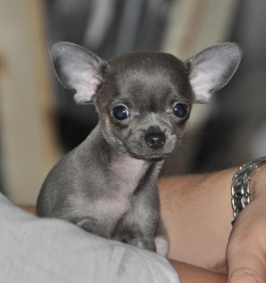 Chihuahua Arnold - 15-03-2012 billede 2