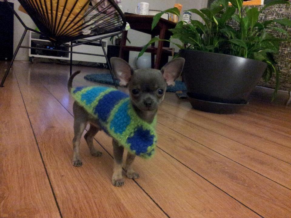 Chihuahua Arnold - Hjemmestrik fra farmor. Så var det lidt nemmere at tisse udenfor :)
07-04-2012 billede 3