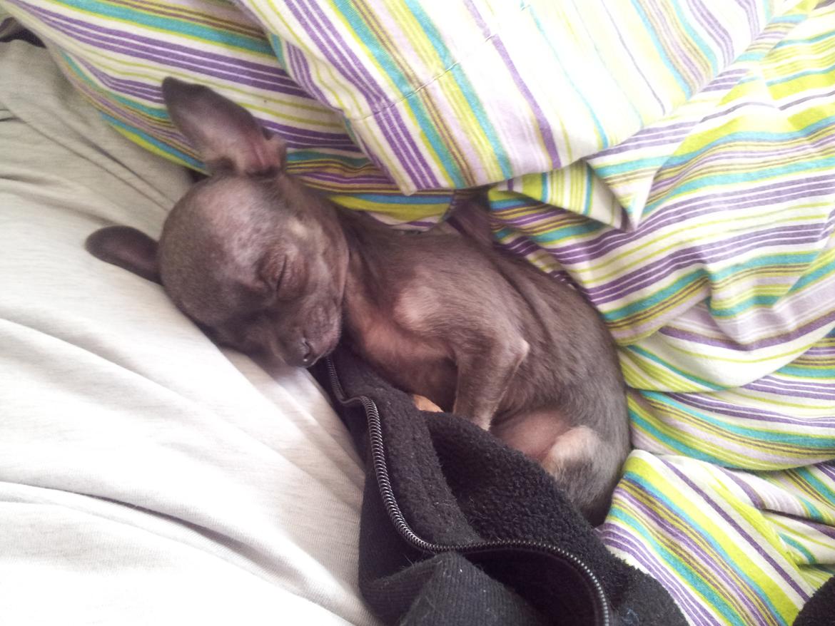 Chihuahua Arnold - 27-04-2012 billede 4