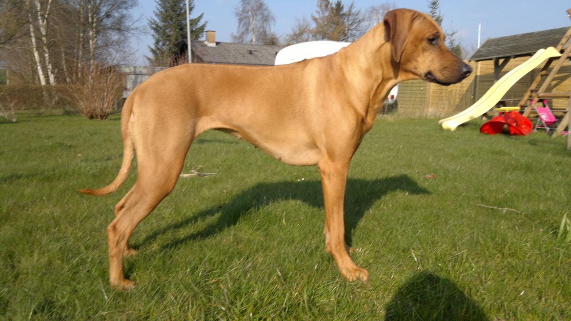 Rhodesian ridgeback Kinyemi At Awesome Valley's G'Anaya - Naya maj 2012 - 3 år billede 1