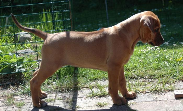 Rhodesian ridgeback Kinyemi At Awesome Valley's G'Anaya - Naya 7 uger billede 2
