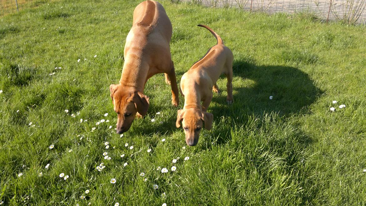Rhodesian ridgeback Kinyemi At Awesome Valley's G'Anaya billede 3
