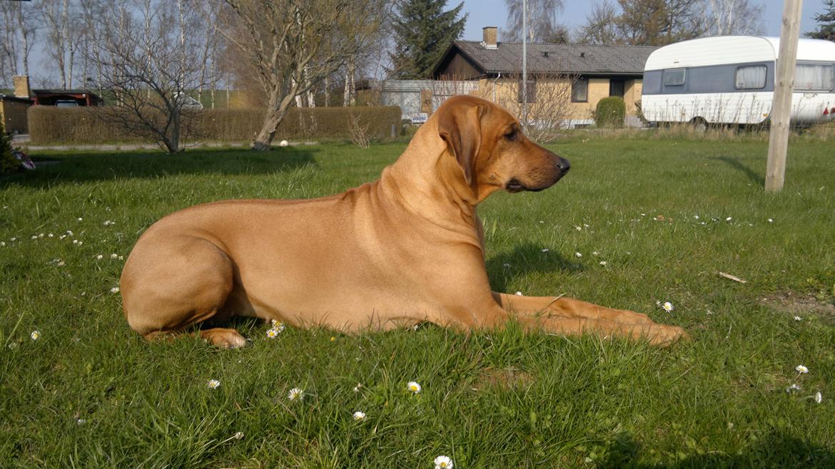Rhodesian ridgeback Kinyemi At Awesome Valley's G'Anaya billede 4