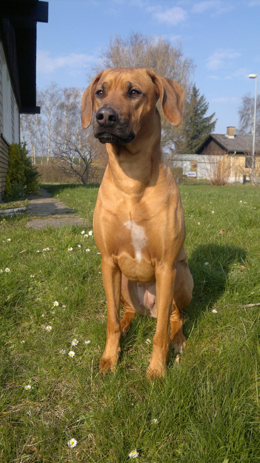 Rhodesian ridgeback Kinyemi At Awesome Valley's G'Anaya billede 5