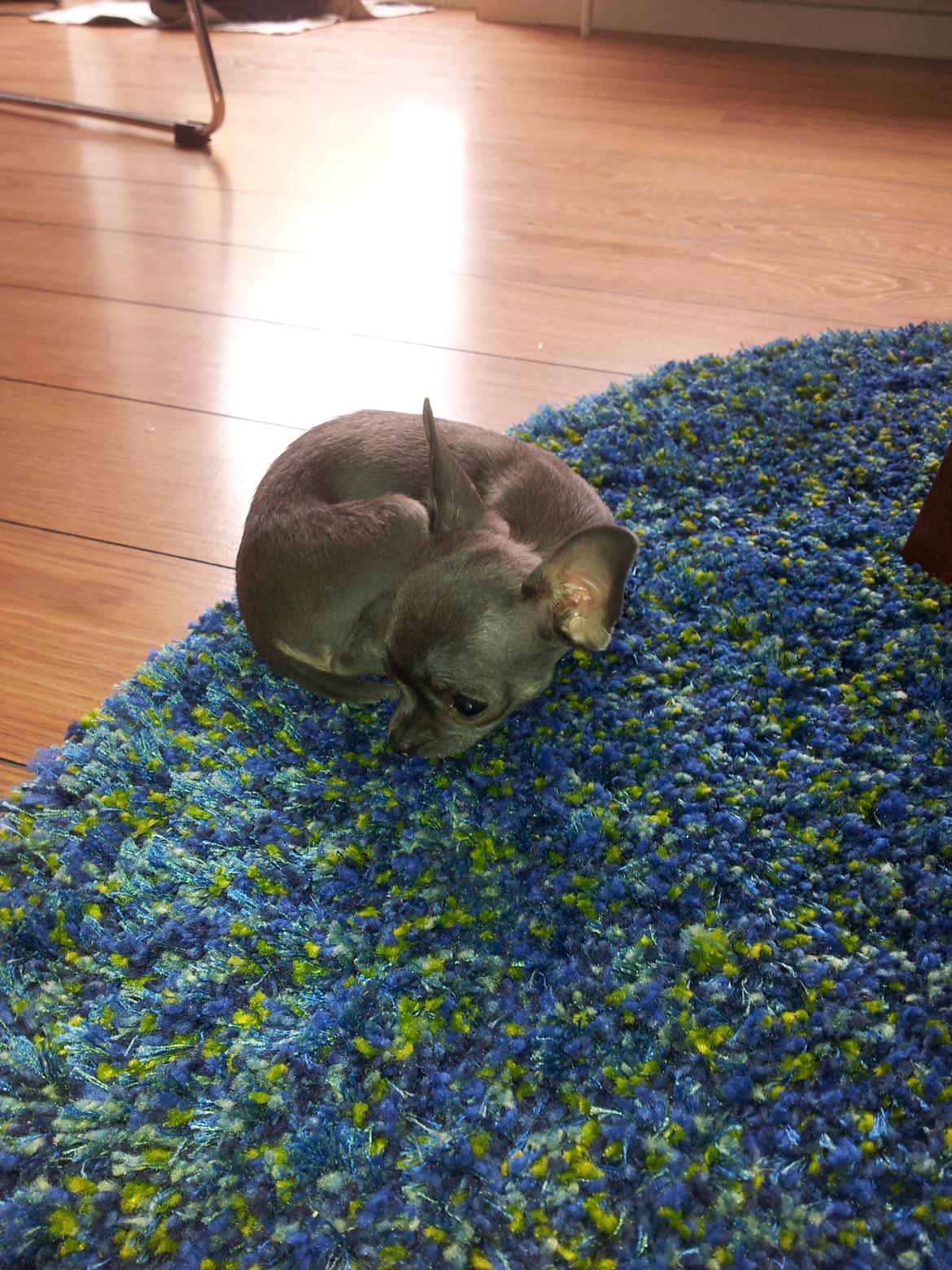 Chihuahua Arnold - 28-04-2012 billede 5