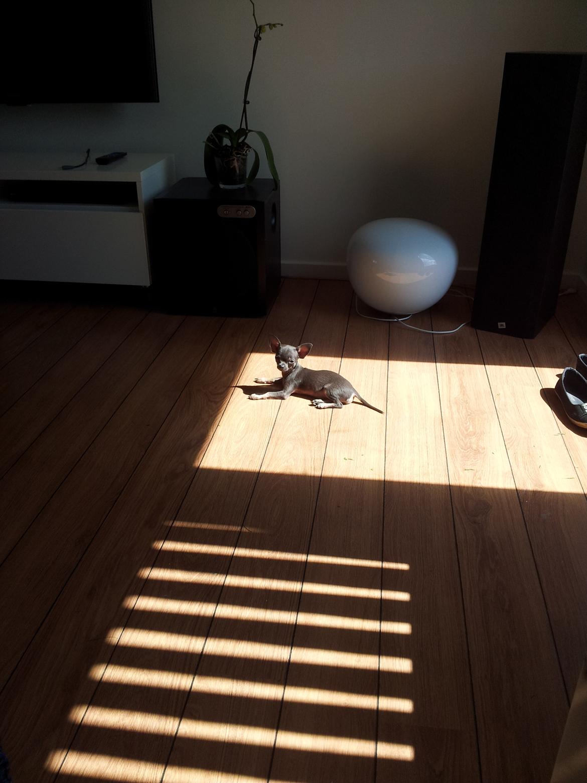 Chihuahua Arnold - Vores sol-elskende hund 
13-05-2012 billede 6