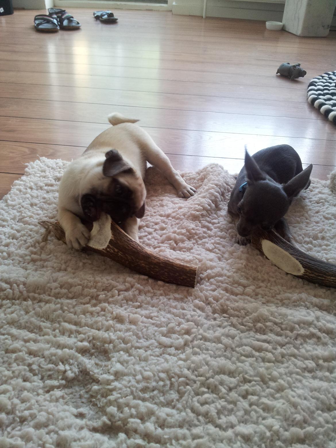 Chihuahua Arnold - Sammen med min lillesøster og bedste ven Karla
26-05-2012 billede 7