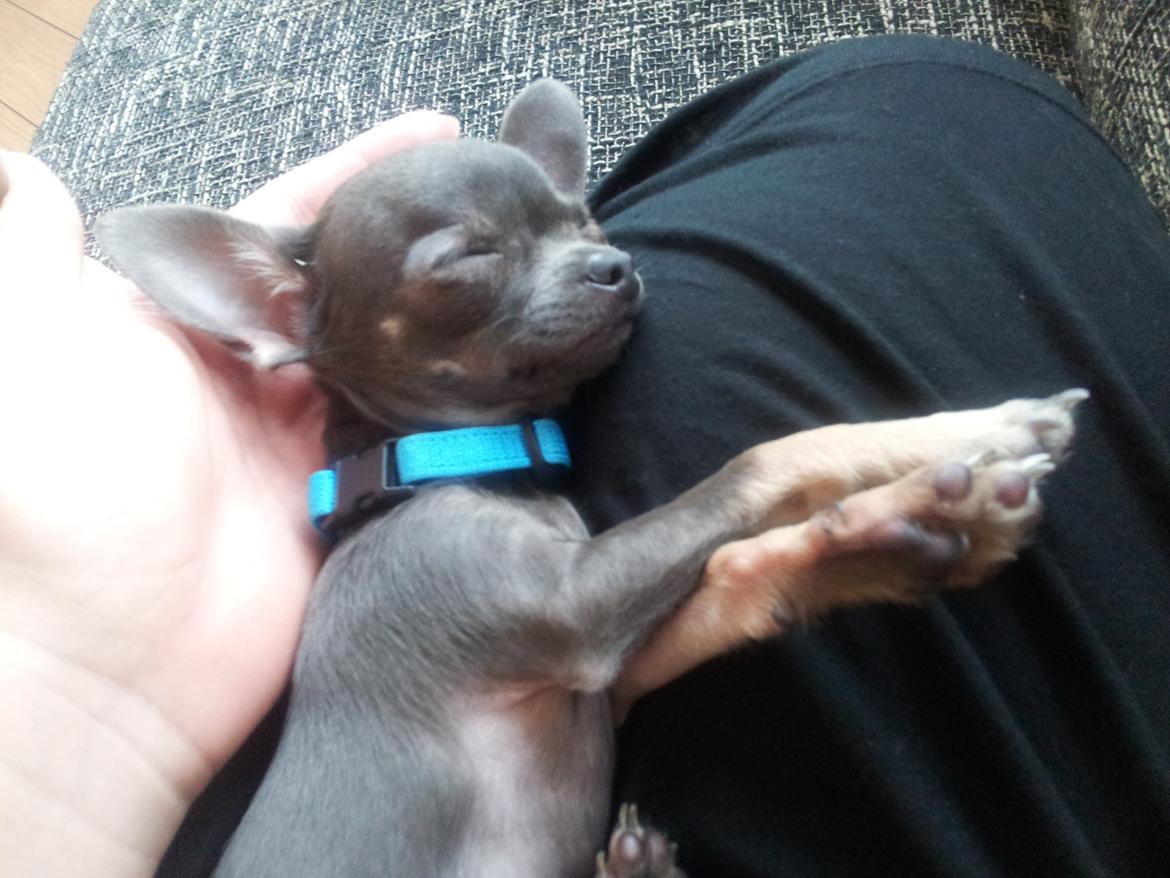 Chihuahua Arnold - 22-05-2012 billede 8