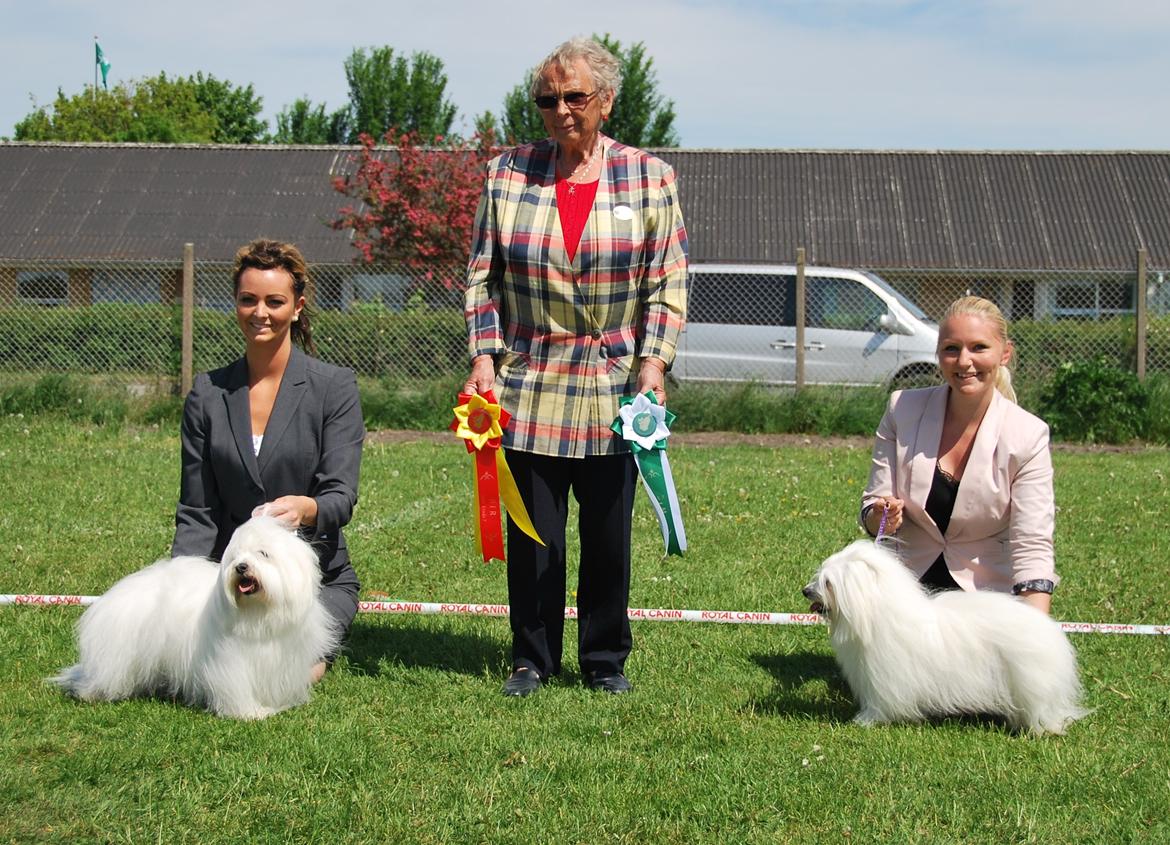 Coton de tulear Jegums Princess Becca - Becca blev BIM på to udstillinger i pinsen 2012 - her fik hun også sine to første certifikater og mangler nu kun 1 for at blive dansk champion! Vi er så stolte! billede 19