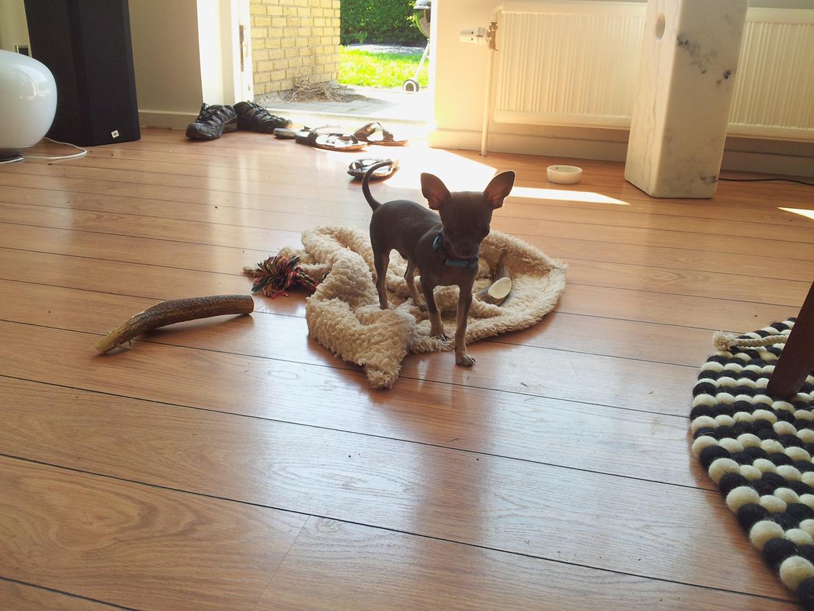 Chihuahua Arnold - 26-05-2012 billede 9